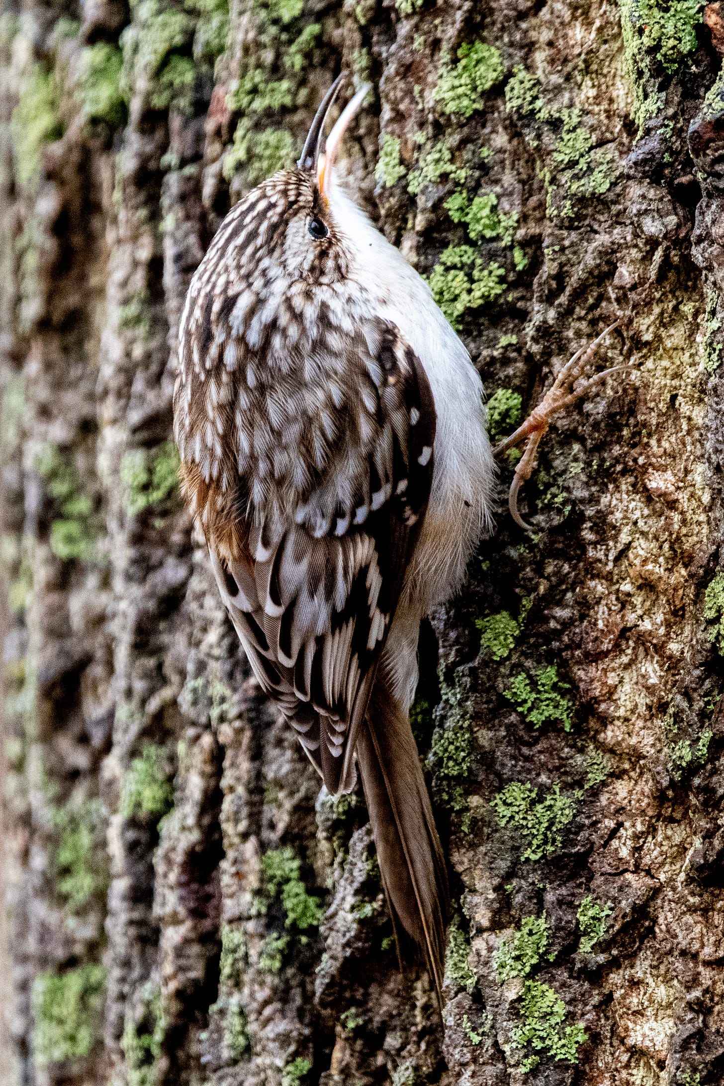 A brown creeper, cheeping, vertical on a lichen-covered trunk