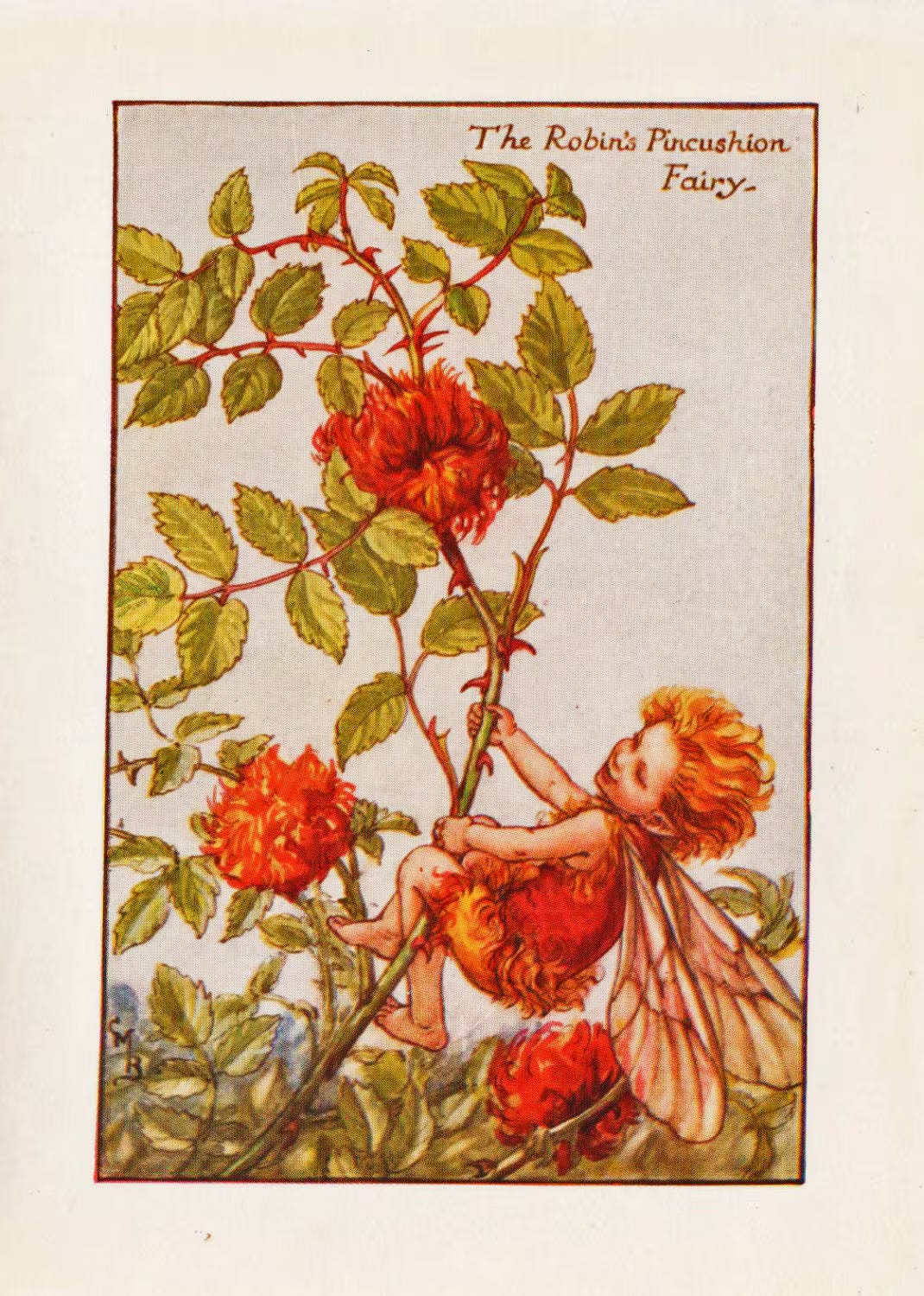 Illustration from Cicely Mary Barker's Flower Fairies showing the Rose Pin Cushion Fairy perched on a rose stem beside bright red robin's pincushion (rose bedeguar gall), surrounded by green rose leaves.