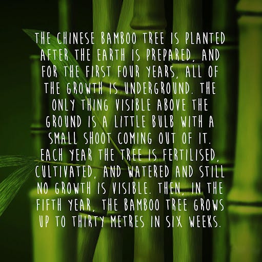 HELLO The Chinese bamboo tree is planted after the earth is prepared, and  for the first four years, all of the growth is underground. The only thing  visible above the ground is