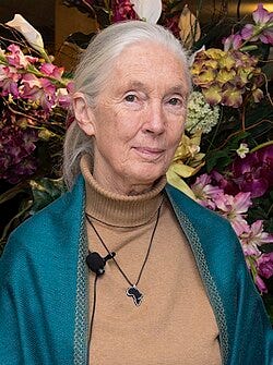 Headshot of Jane Goodall. She is an elderly woman with tied-up light hair.