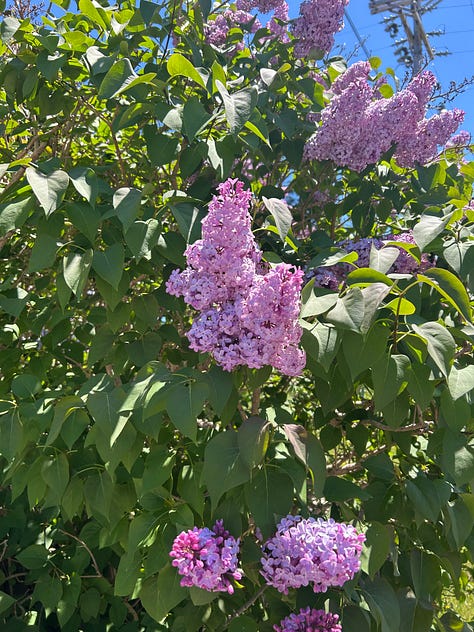 Six flowers, three orange, two purple and one red and yellow