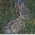 51. The Wild Enchantment Club | Vanishing and becoming more hare