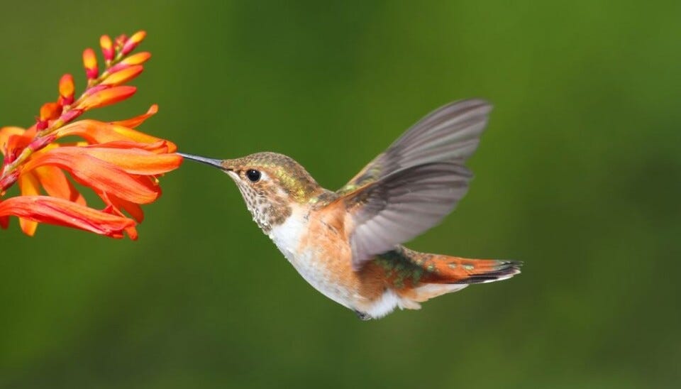 Hummingbirds can fly with almost no oxygen Hummingbirds can fly with almost no oxygen