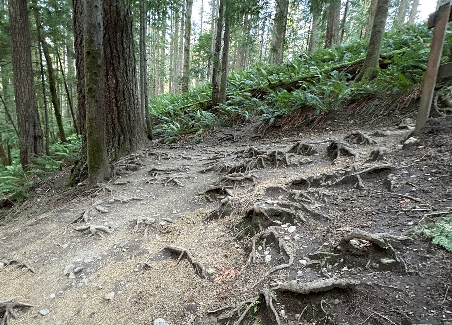 Roots like the back of a hand, its fingers reaching into packed dirt, before a slope of bent ferns.