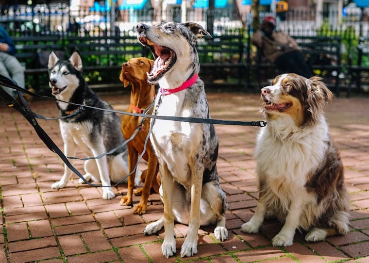 four dogs on park four dogs on park