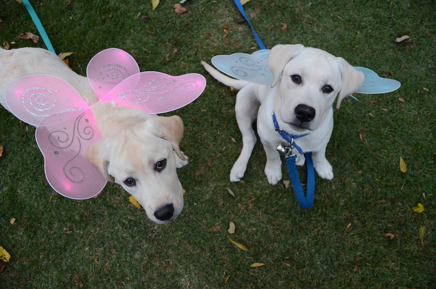 Two yellow Labrador retriever puppies wear butterfly wings, one in pink and one in blue. 