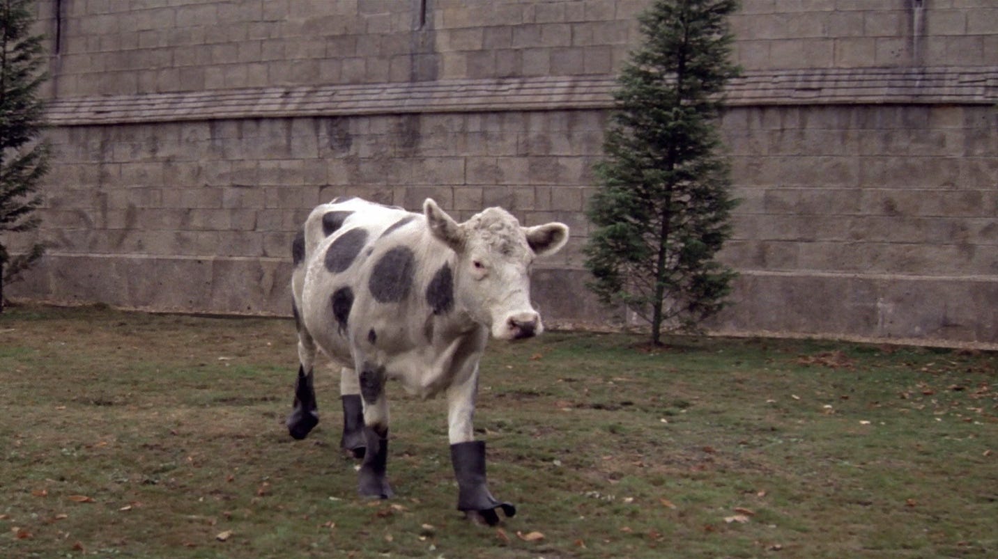 A cow with black spots walking on grass

Description automatically generated