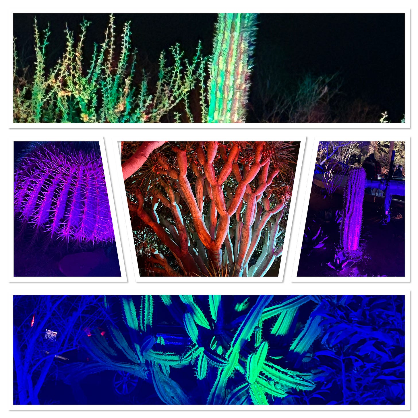 Five images of cacti with a variety of colored spotlights on them.