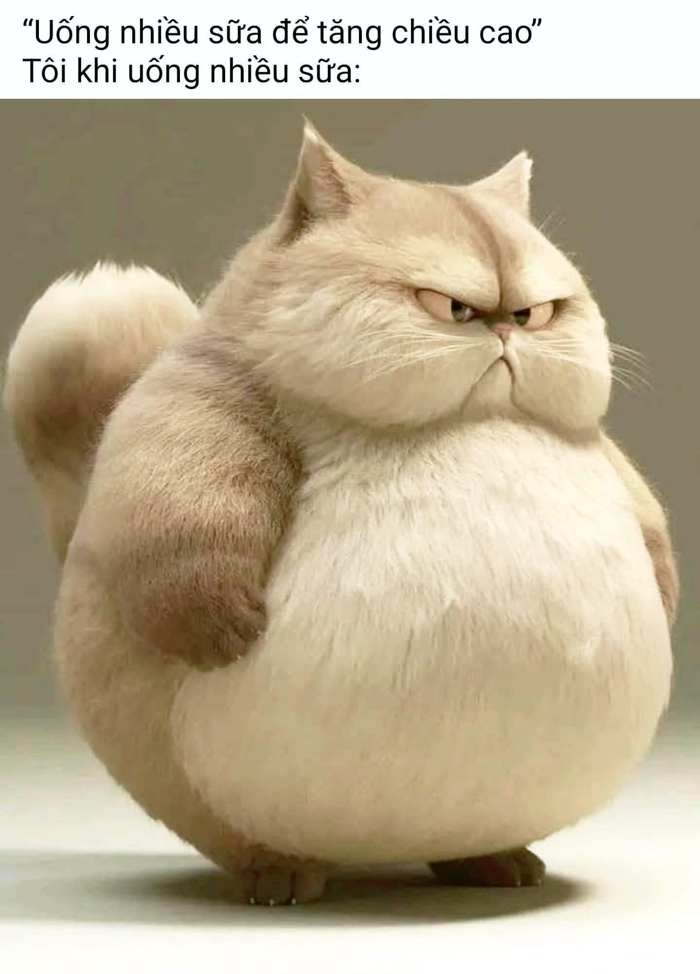 May be an image of cat and text that says ""Uống nhiều sữa để tăng ch chiều cao" Tôi khi uống nhiều sữa:"