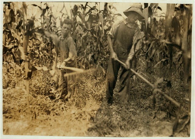 "Chopping corn" Everett Adams, 15 years and Ora Adams, 9 years. Address Hiatt, Ky. Go to Hickory Grove School, but they have been absent most of the past 6 weeks for work, sickness, etc.  Location: Rockcastle Co., Kentucky