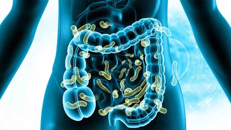 gut microbiome imbalances