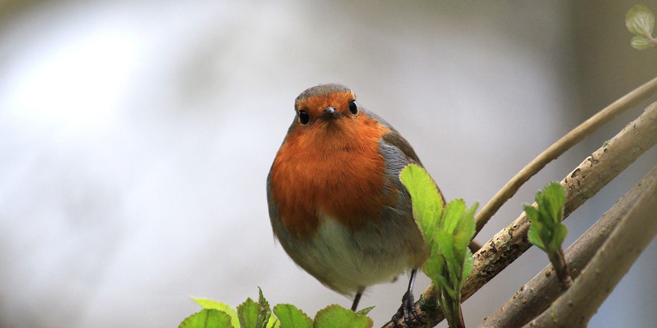 The stillness of birdwatching