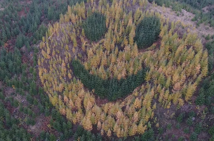 Images of Larch
