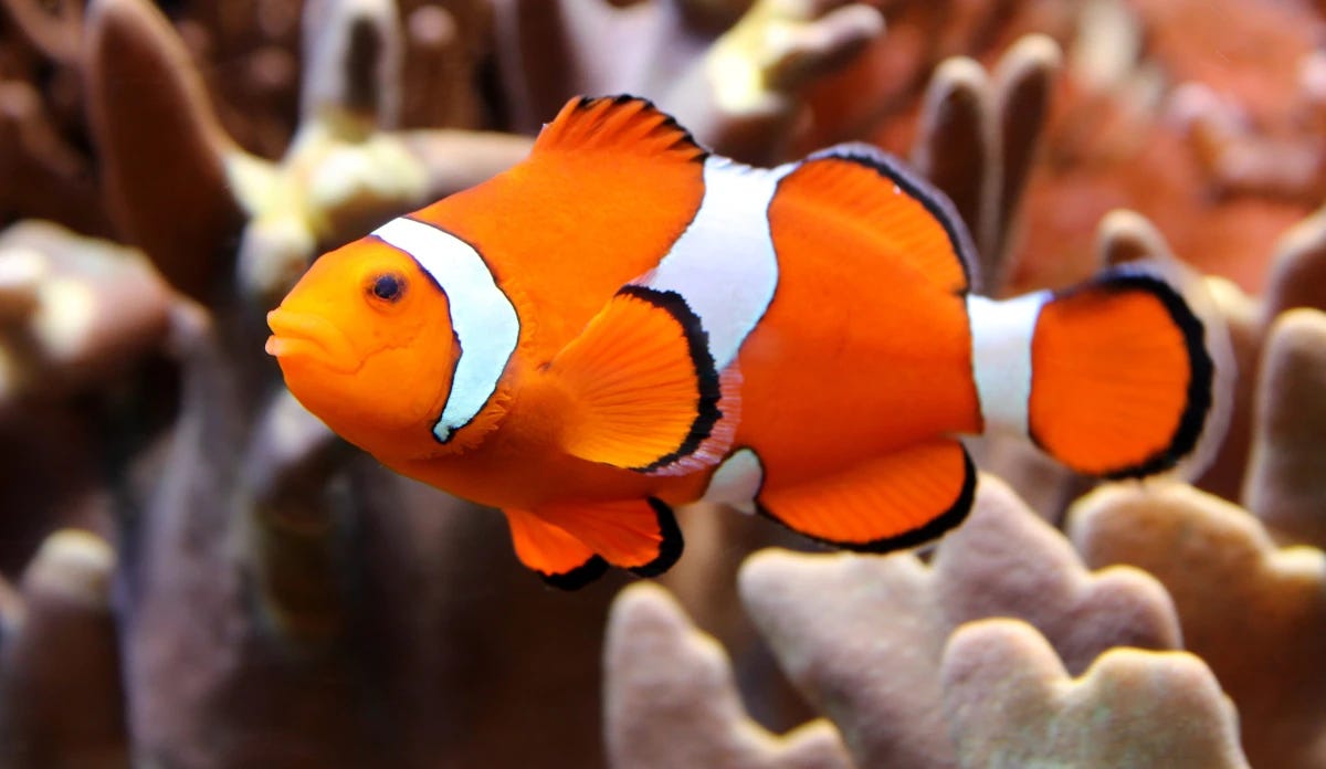 A Nemo-like clown fish with coral in the background A Nemo-like clown fish with coral in the background