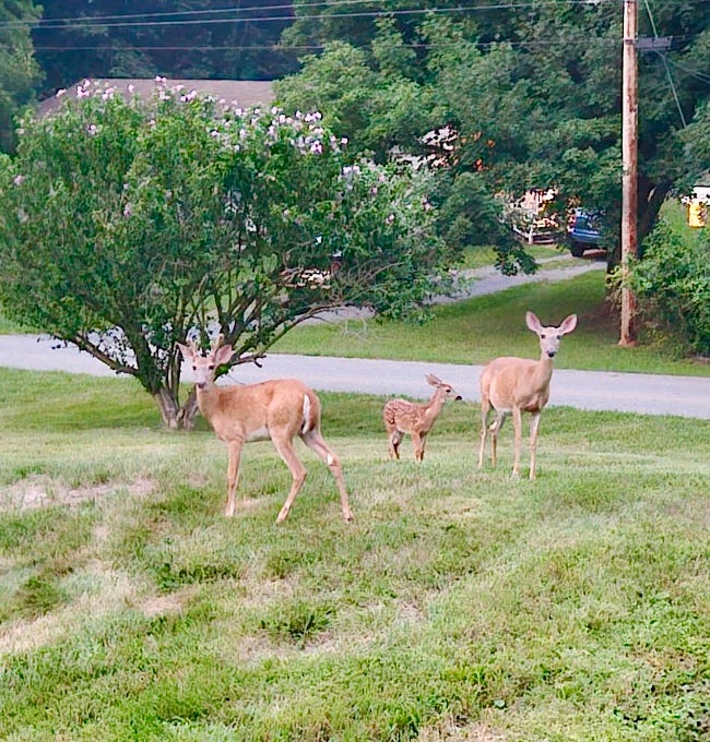 Left: A young buck in front of a tree. Right: A young buck at the front with a deer and spotted fawn looking off in the distance.
