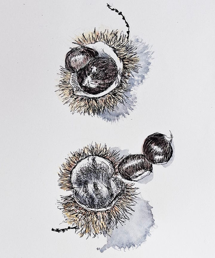 Watercolours and drawings of Autumnal leaves and tree fruit from classes with ELizabeth Tomkins..