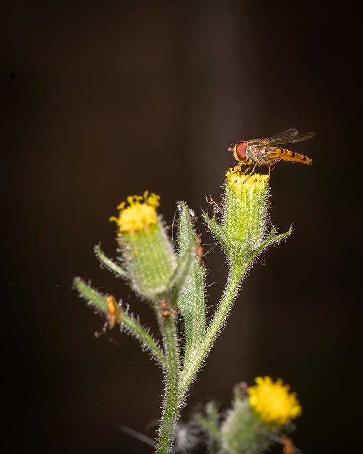 Images of a smart orange-yellow fly with black stripes, transparent wings and red eyes perched on a dandelion head.