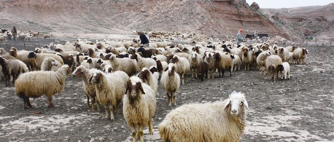 assorted sheeps
