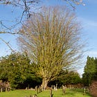 20. Pickenham Zelkova