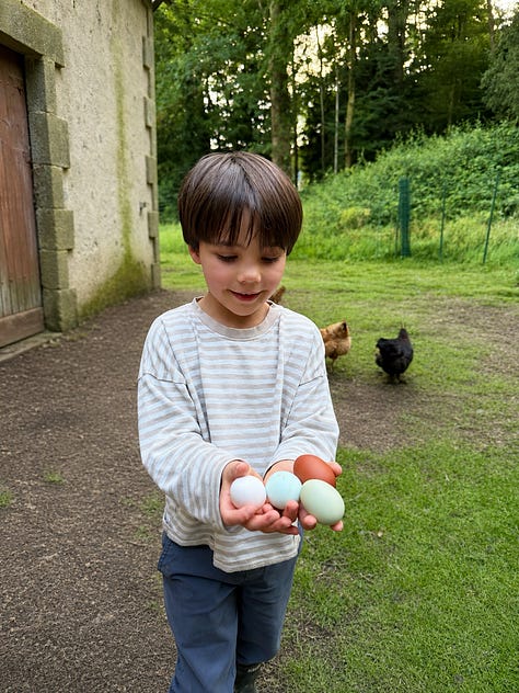 A boy holding freshly collected blue, green and brown eggs with hens behind him; an overhead breakfast plate with eggs, grilled bread, tomatoes and sausage; a girl holding a white kitten.