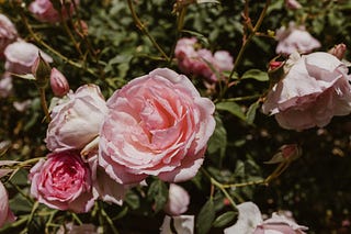 There She Grows | Nikki McCahon | Substack