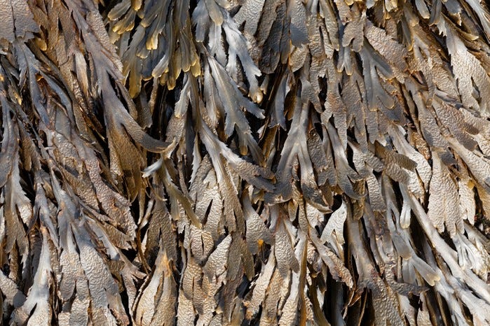 The brown algae toothed wrack