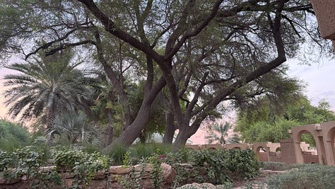 sunrise and palm trees