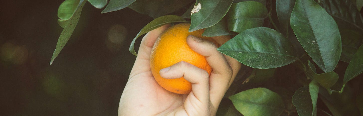 Person picking an orange from a tree