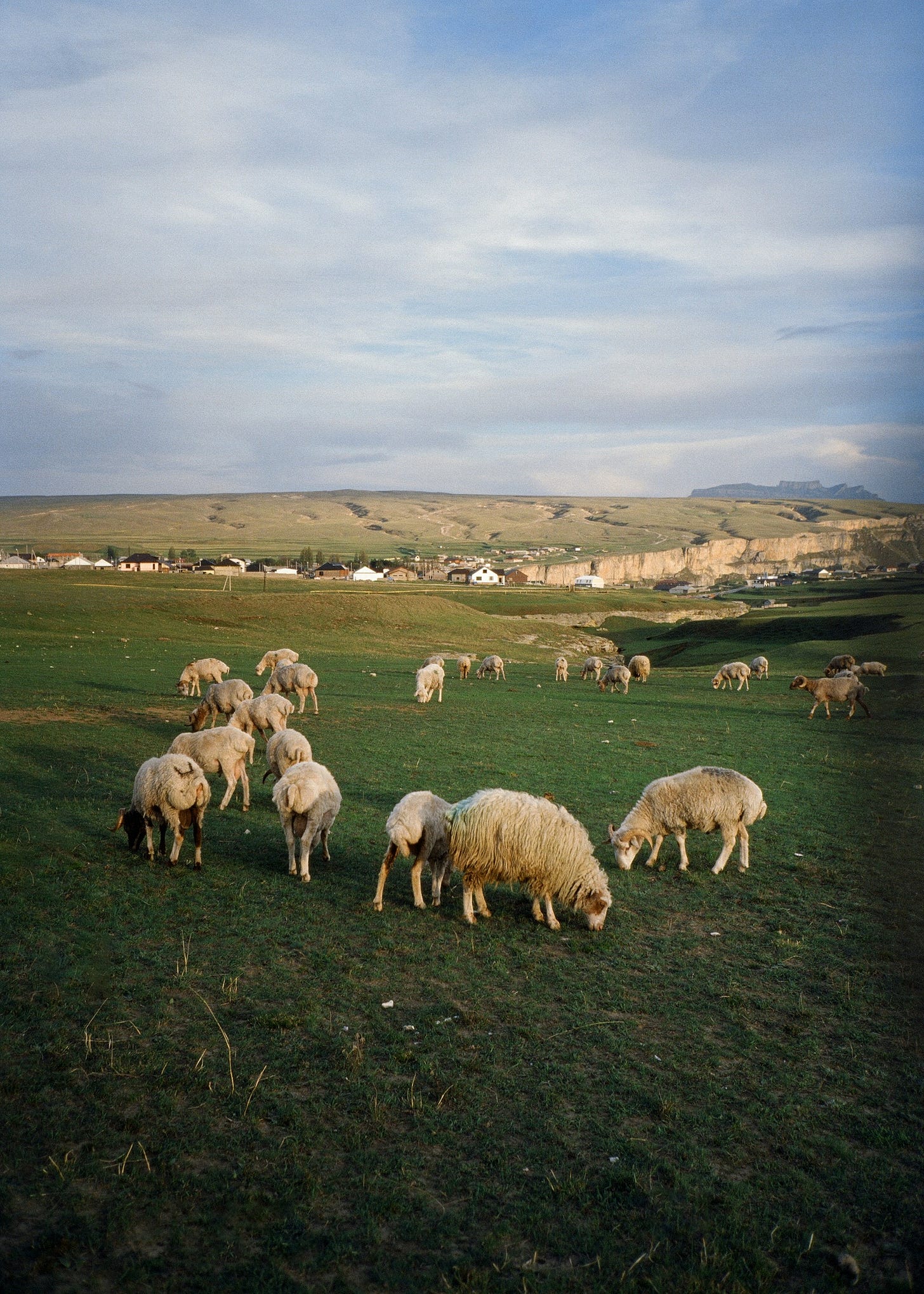 A flock of sheep grazing quietly in a countryside as imagined in Michael