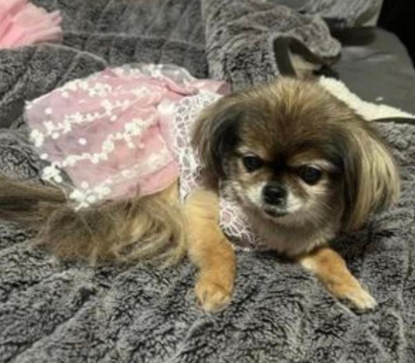 K9 Saves Life of Elderly Lost Dog!