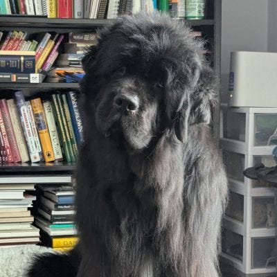 Crokers wasn't sure what I asked him. And our roses out front are still blooming.