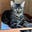 The Sir Toby Papers's avatar
