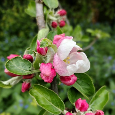 A selection of images of apple blossom, heavy groups of buds and flowers, rich dark pink on the outside and a warm white inside, beautiful in its simplicity
