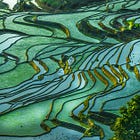 The City That Learned to Eat Itself