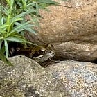 Waldeinsamkeit #8: Das Tier, das mich rief