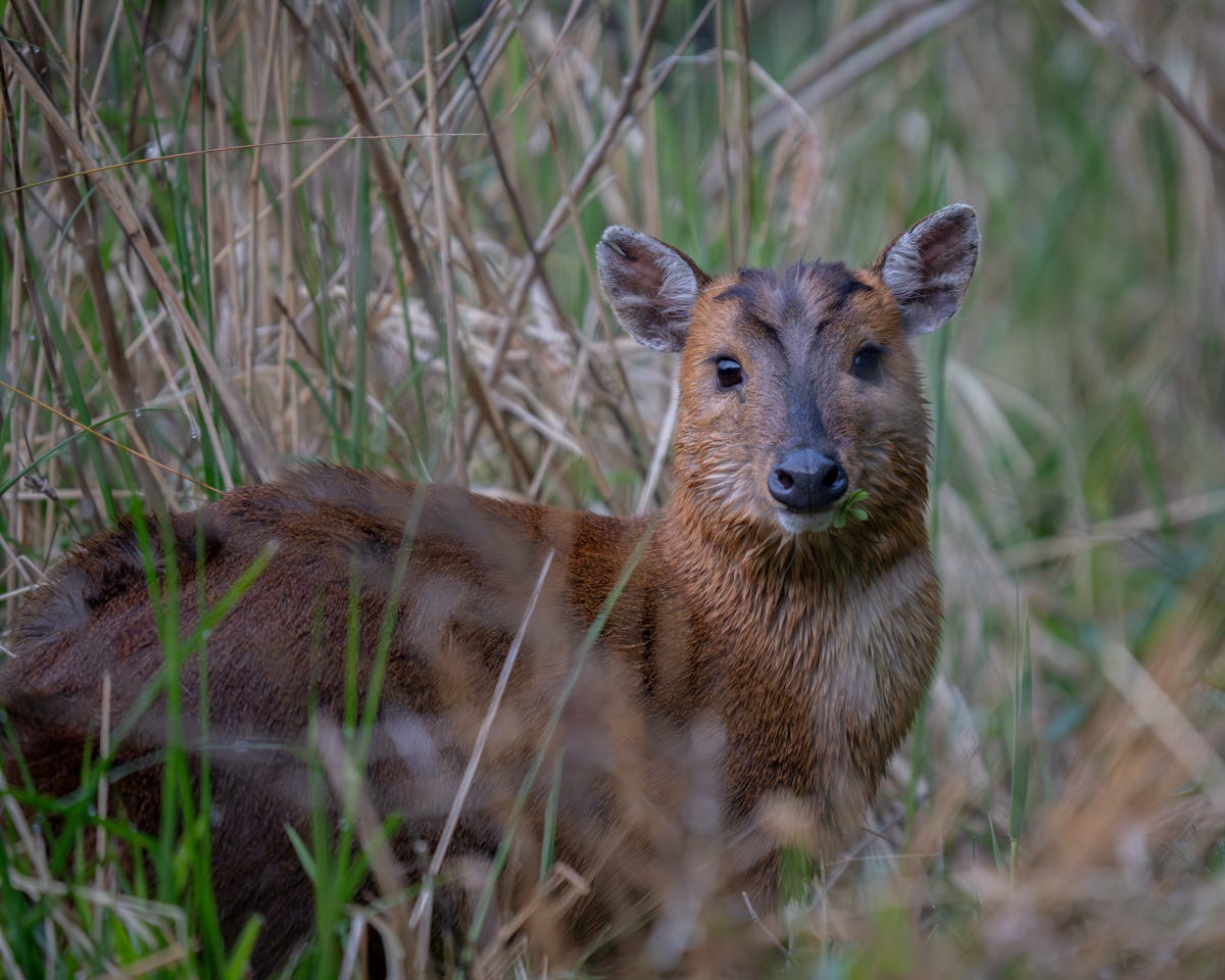 A small brown deer with a sprig of lush greens hanging out the side of its mouth
