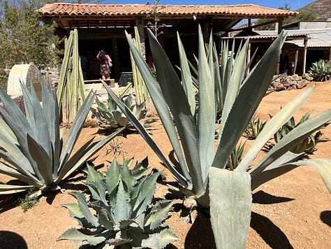Algave plants, process to distal and taste mescal