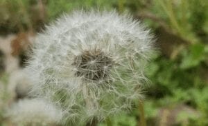 dandelion