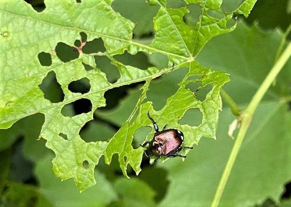 photo of Japanese beetle on leaf