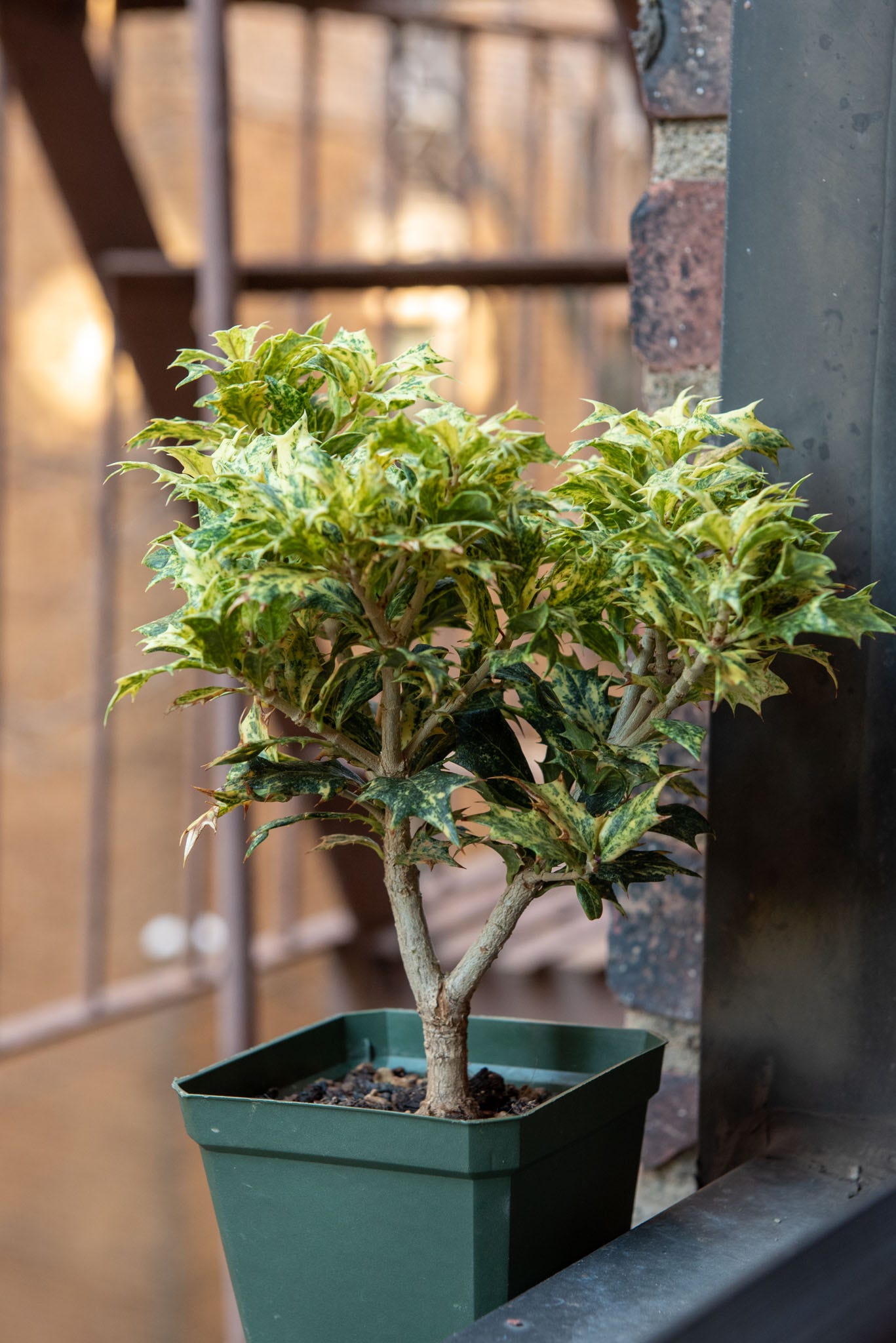 ID: Goshiki osmanthus pre bonsai on my windowsill with variegated pointy leaves and a small trunk