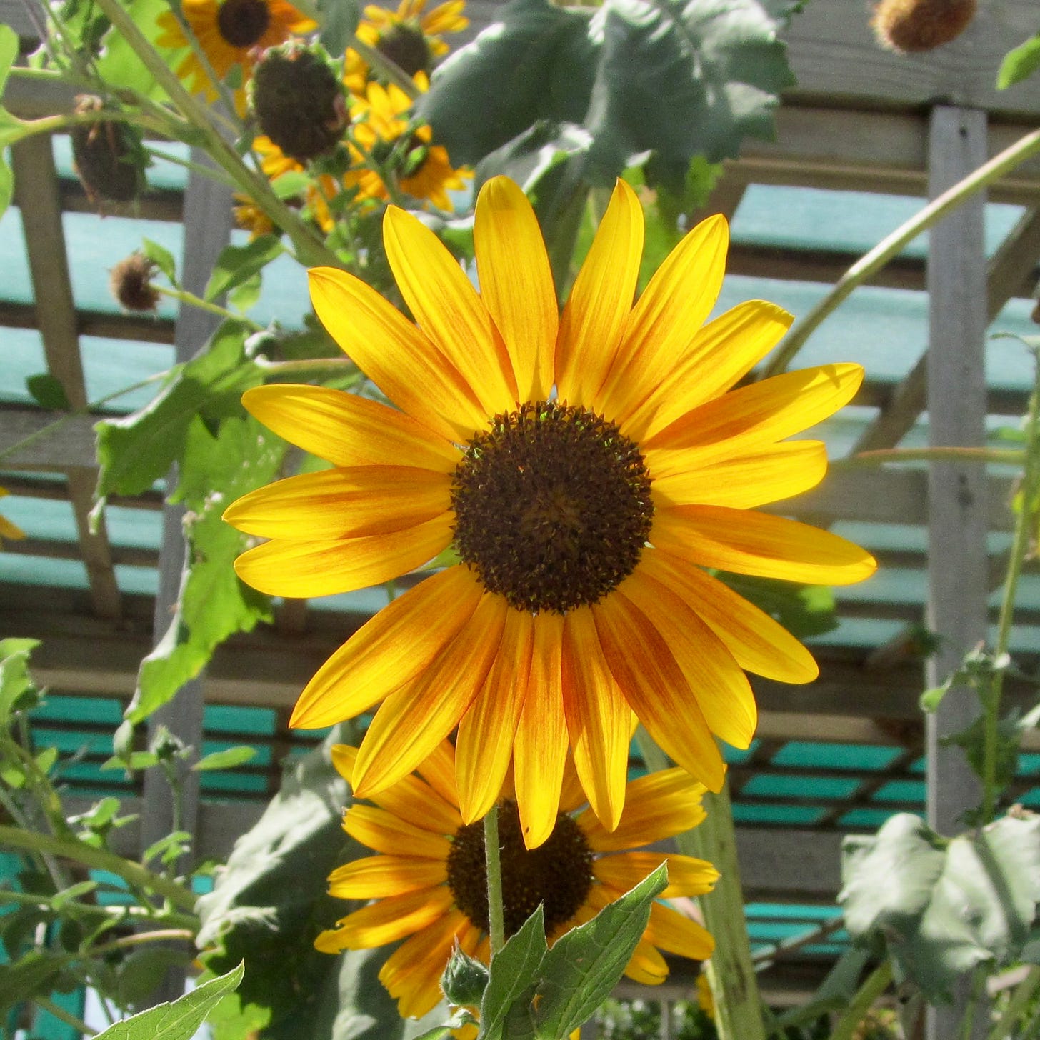 Focused dwarf sunflower in the sun