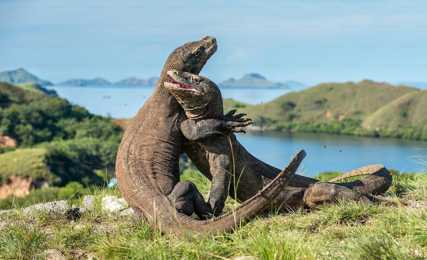 The Fighting Komodo dragons(Varanus komodoensis) for domination. It is the biggest living lizard in the world. Island Rinca. Indonesia The Fighting Komodo dragons(Varanus komodoensis) for domination. It is the biggest living lizard in the world. Island Rinca. Indonesia