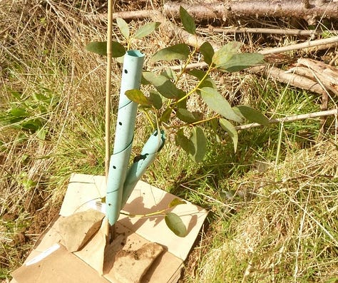 Six examples of young mediicnal trees planted with mulches