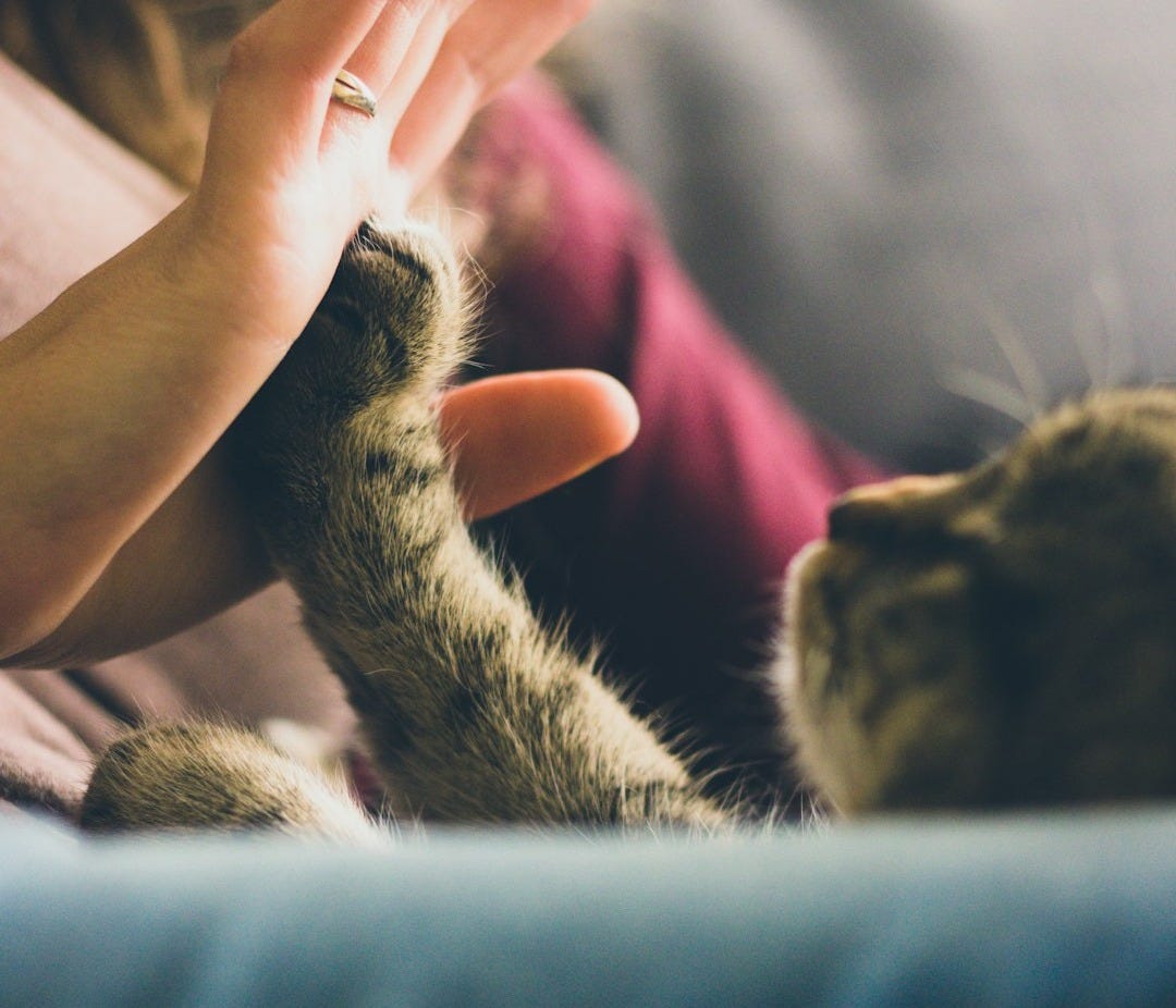 tabby cat touching person's palm