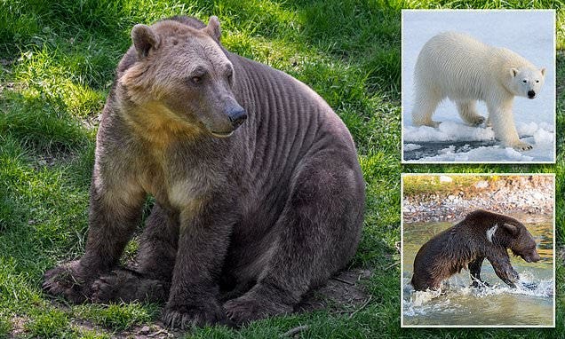 Critically endangered polar bears are mating with grizzly bears heading ...