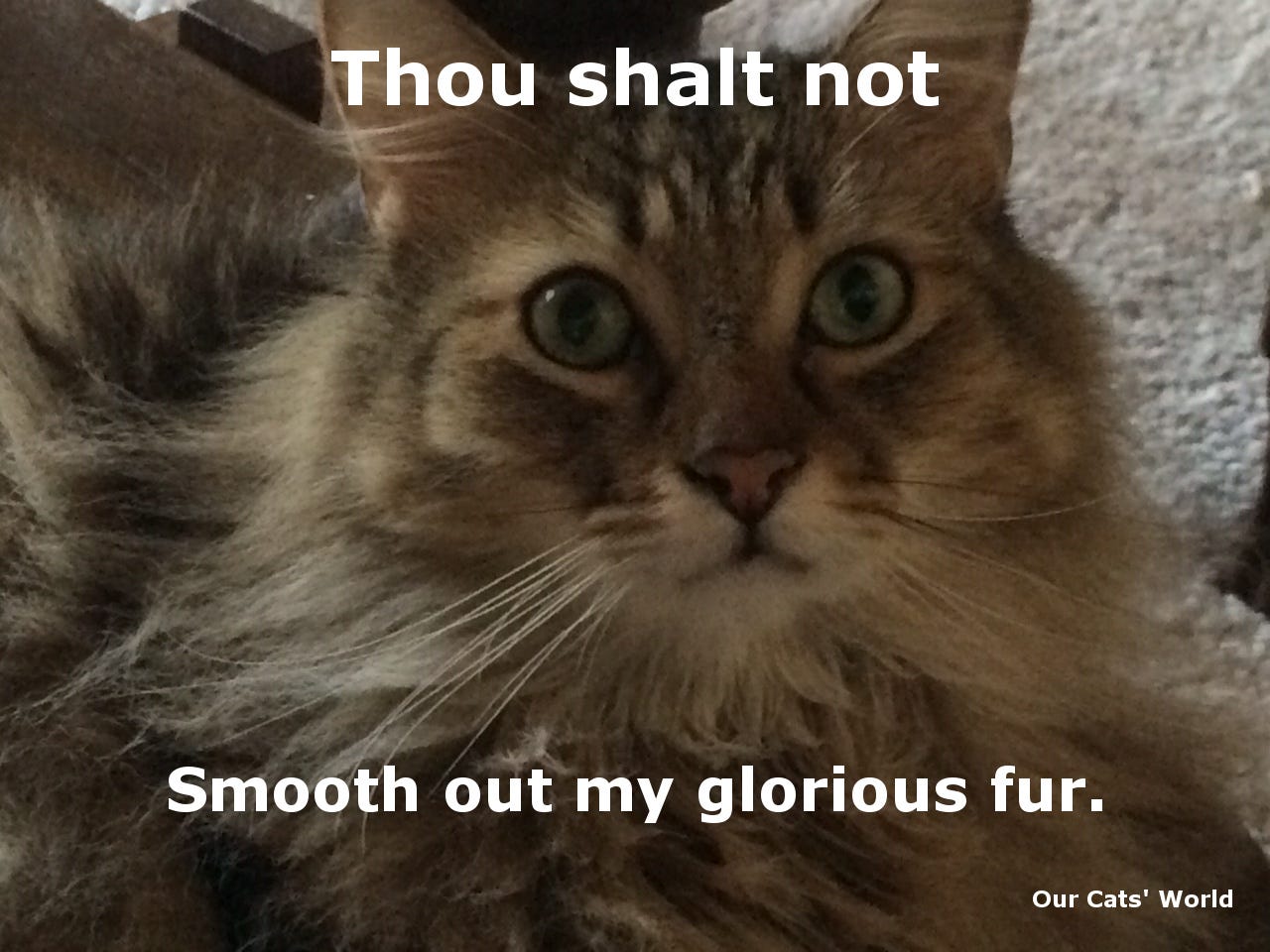 Chase_Adorable_Feline_Commandments Chase_Adorable_Feline_Commandments