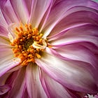 My Mother's last bouquet. 