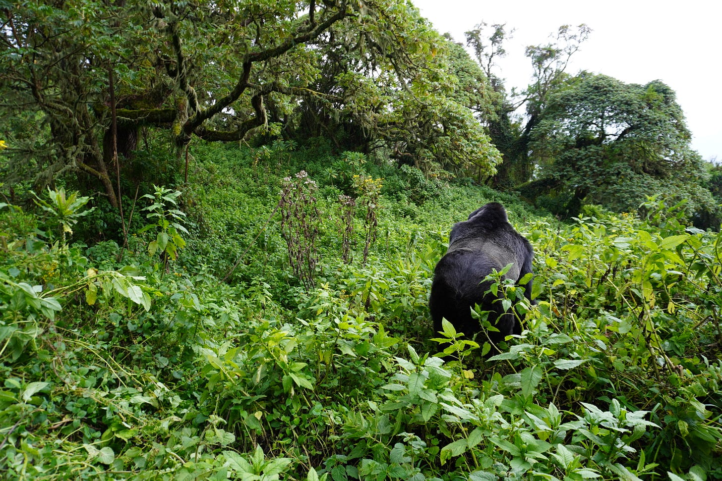 Igisha the silverback gorilla, descendent of the Susa family that Dian Fossey studied