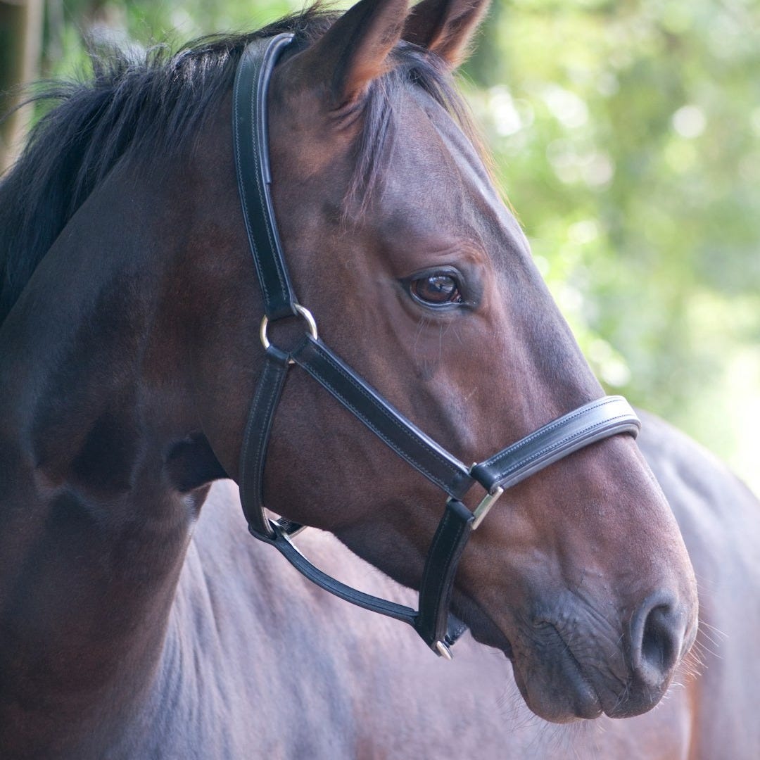 brown horse brown horse