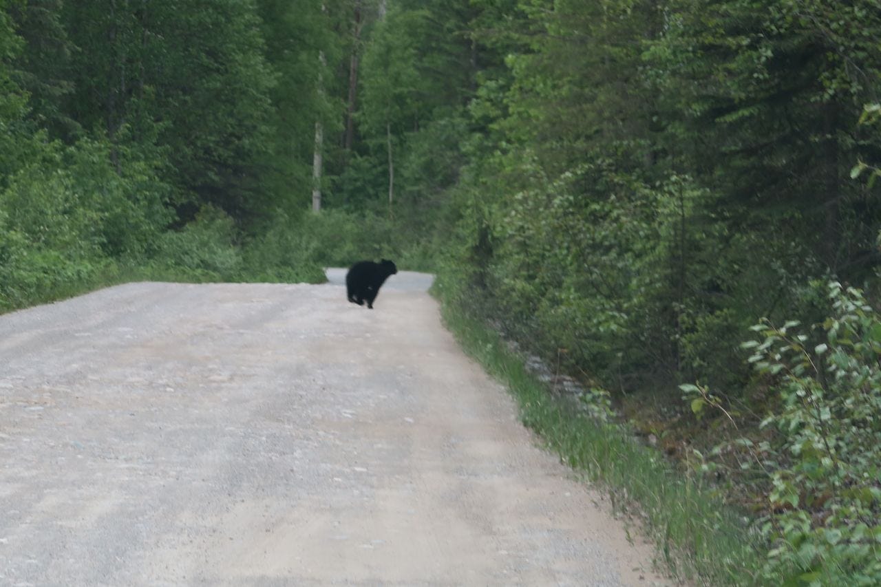 blackbear2